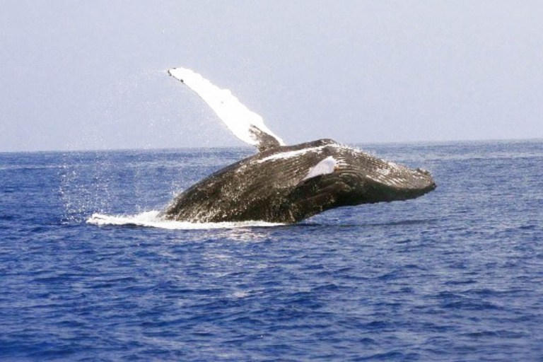 Dophindiscoveries Kona Whale Watching Adventure Feature Explore Kona Coast