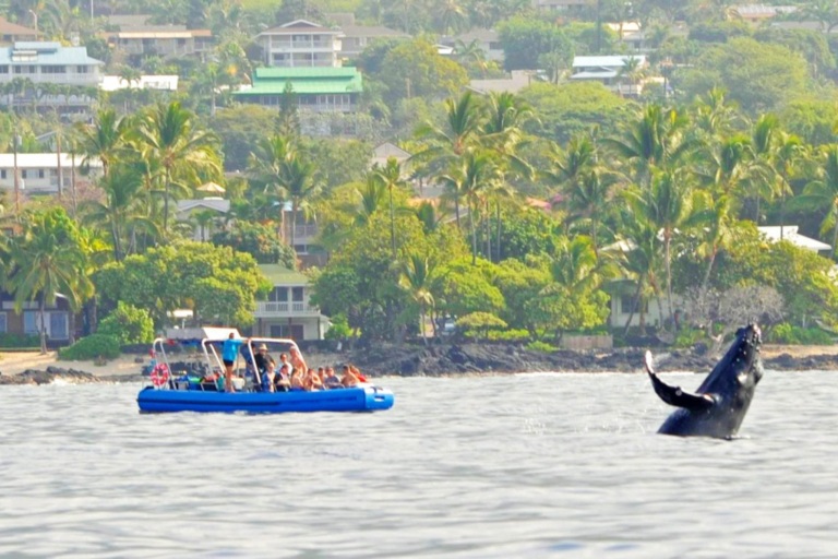 Dophindiscoveries Kona Whale Watching Adventure Feature Explore Kona Coast Group