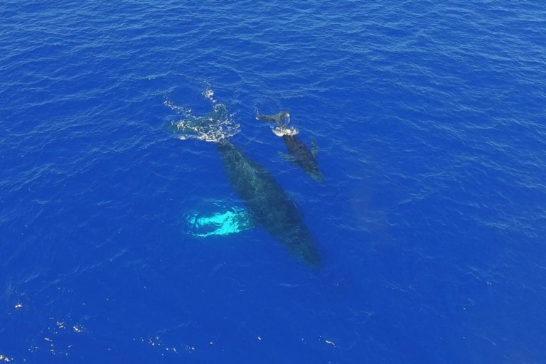 Dophindiscoveries Kona Whale Watching Adventure Feature Explore Kona Coast Ocean
