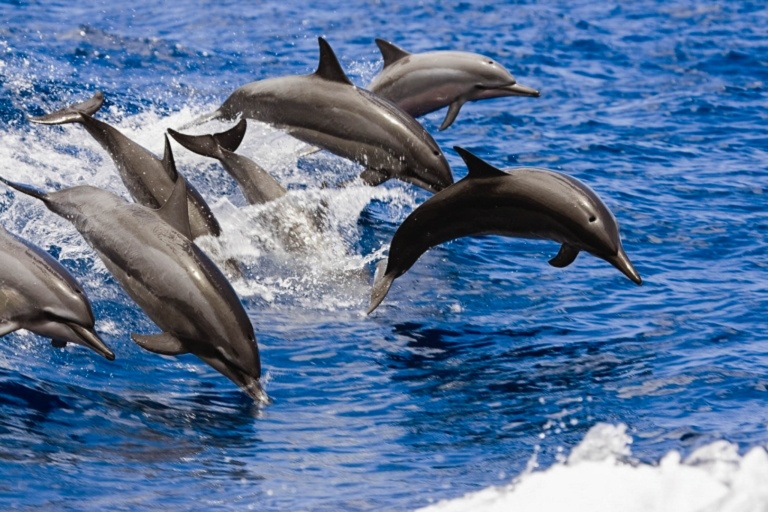 Dophindiscoveries Kona Whale Watching Adventure Feature Marine Life Beauty