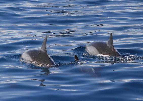 Dophindiscoveries Kona Whale Watching Adventure Slider Couple Dolphins