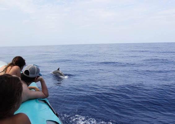 Dophindiscoveries Kona Whale Watching Adventure Slider Couple Watch Dolphins