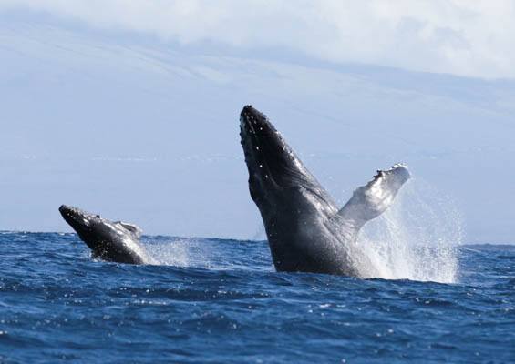 Dophindiscoveries Kona Whale Watching Adventure Slider