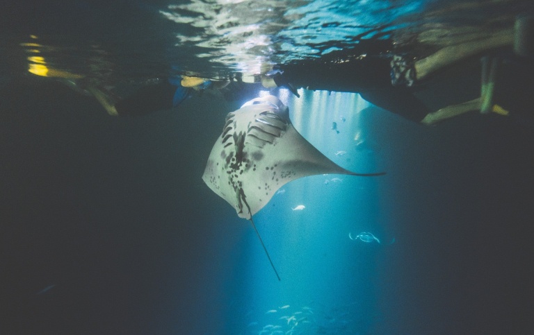Evening Manta Ray Snorkel Big Island