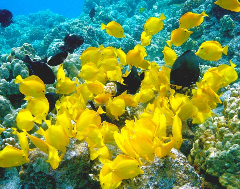 fair wind kona coast snorkel tour beautiful fish and coral