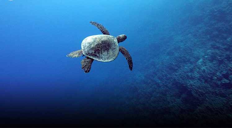 fair wind kona coast snorkel tour turtle