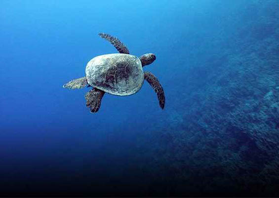 Fairwind Kona Coast Snokel Tour Slider Turtle