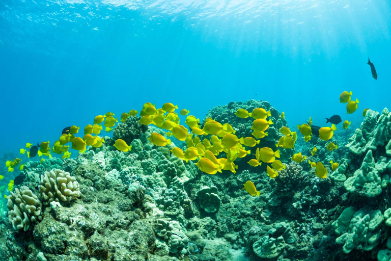 Fourwindsmaui Molokini Am Snorkel Tour Feature Coral