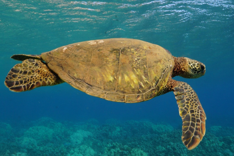 Fourwindsmaui Molokini Am Snorkel Tour Feature Turtles