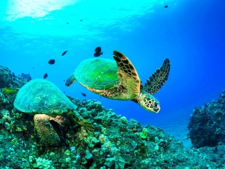 great shot of hawaiian green sea turtles four winds maui