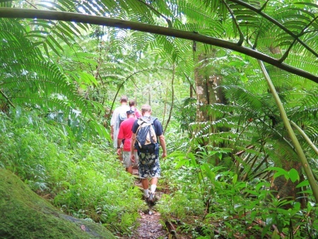 Groups In the Deep of the Jungle Hawaiian Waterfall Hike