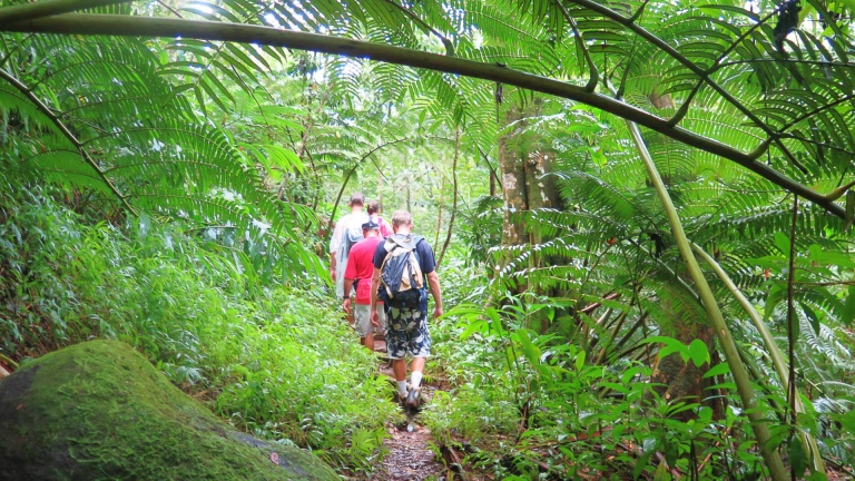 Groups In the Deep of the Jungle Hawaiian Waterfall Hike