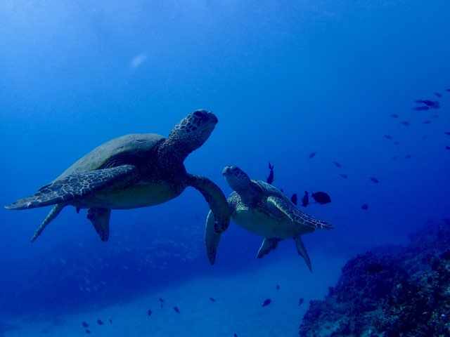 hawaii waikiki snorkel sail beautiful turtle