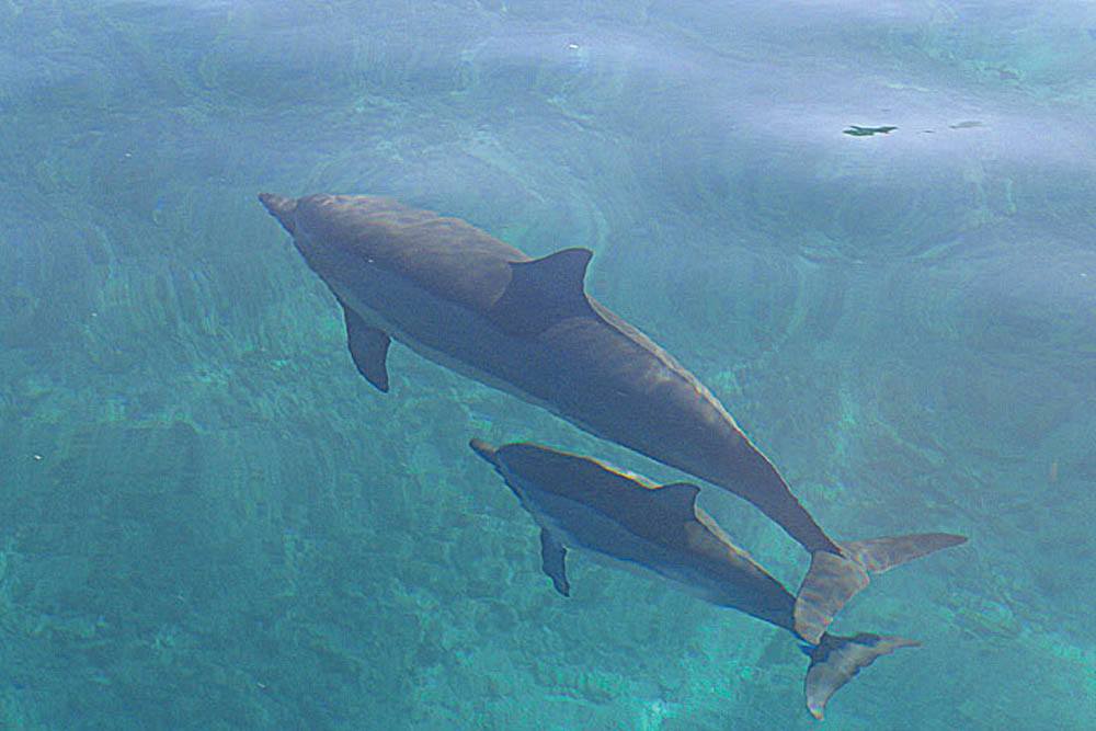 hawaii waikiki snorkel sail dolphin