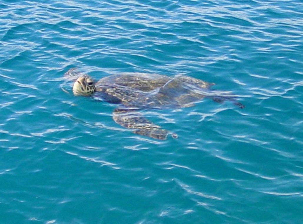 hawaii waikiki snorkel sail turtle