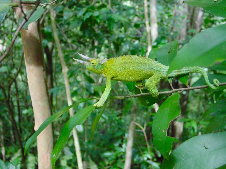 hawaiian waterfall rainforest hike