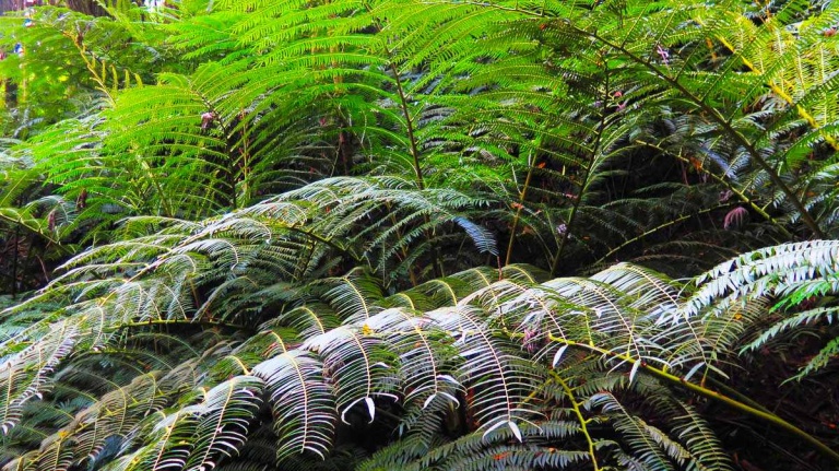 hawaiian waterfall rainforest hike lush tropical rainforest