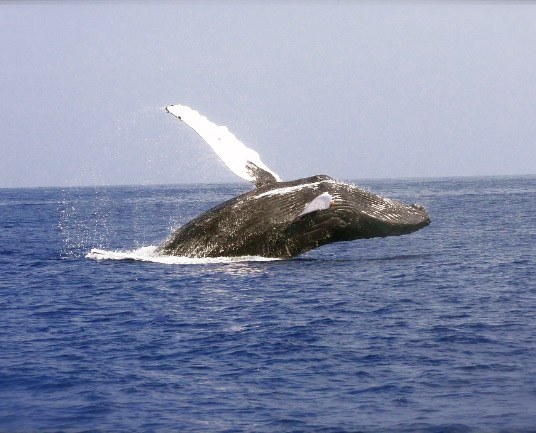 Humpback Whale Breaching in Water Kona Whale Watching