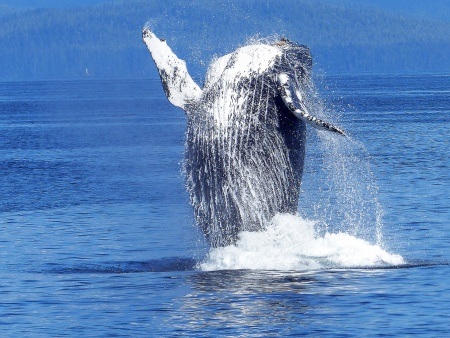 Humpback Whale Jumping out of the Water Kona Whale Watching