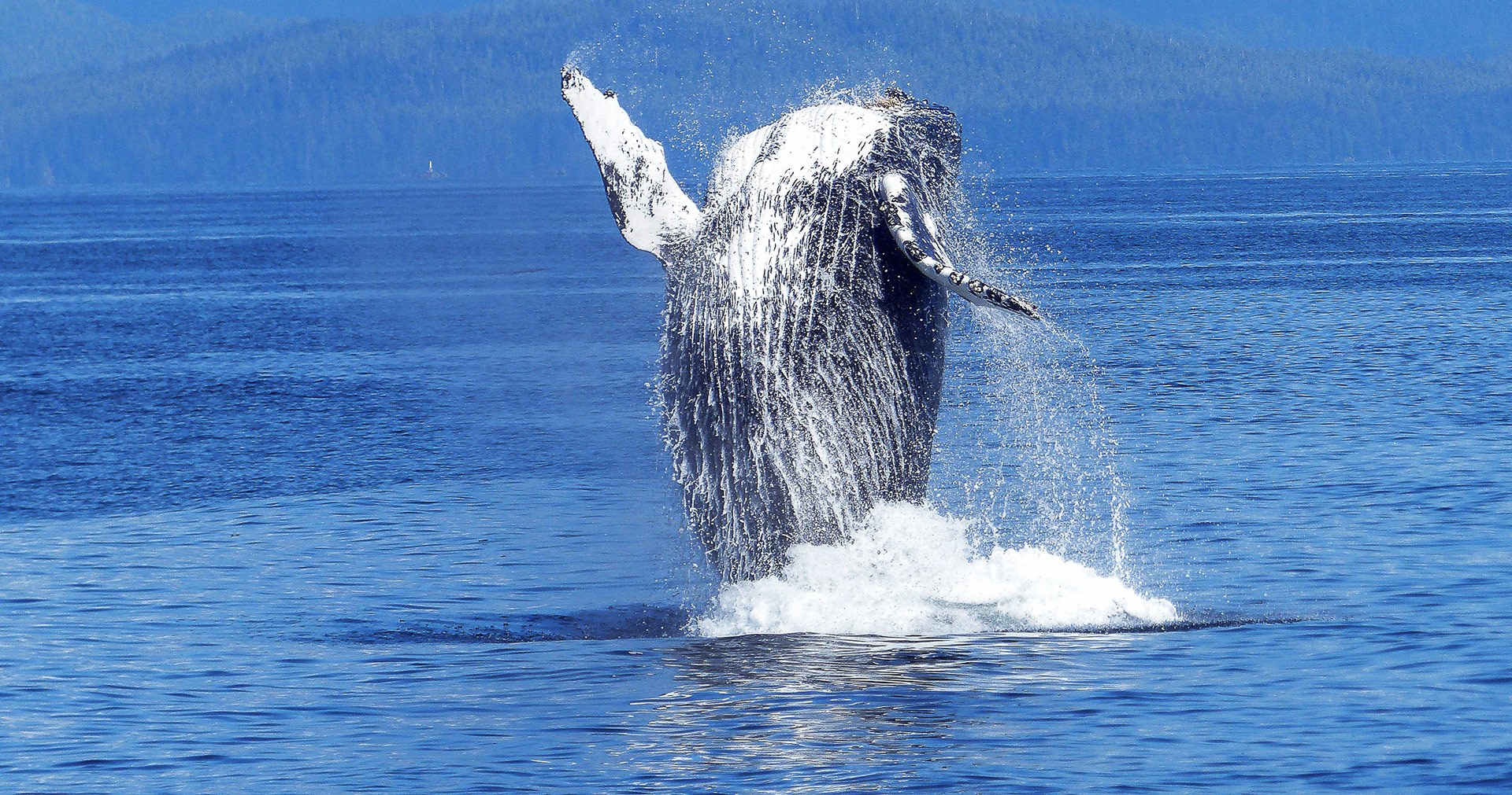 Humpback Whale Jumping out of the Water Kona Whale Watching