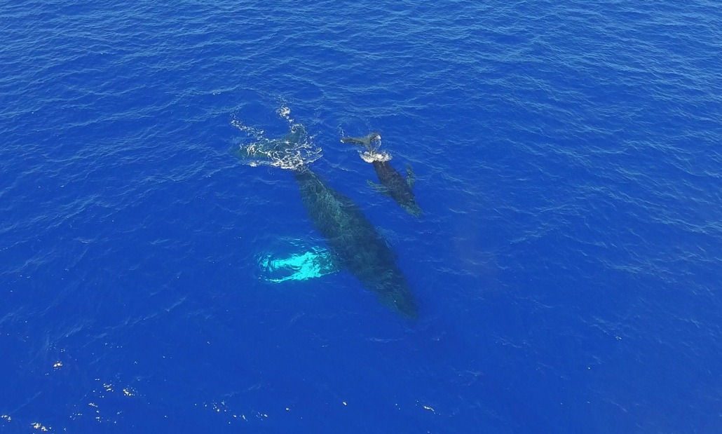 Humpback Whale Mother and Calf in Blue Water Kona Whale Watching