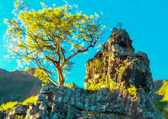 Jungle Expedition Amazing Stops For Pictures Kualoa Ranch Oahu Slider