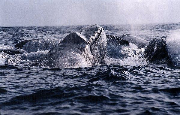 Kona Humpback Whale Big Island Whale Watching Adventure
