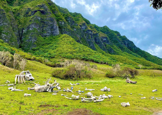 Kualoa Jurassic Valley Adventure Valley Mountains Slider