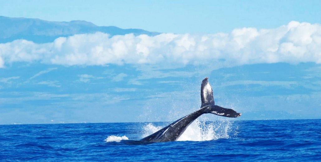 Kona Whale Watching Adventure Best Whale Watching Destinations