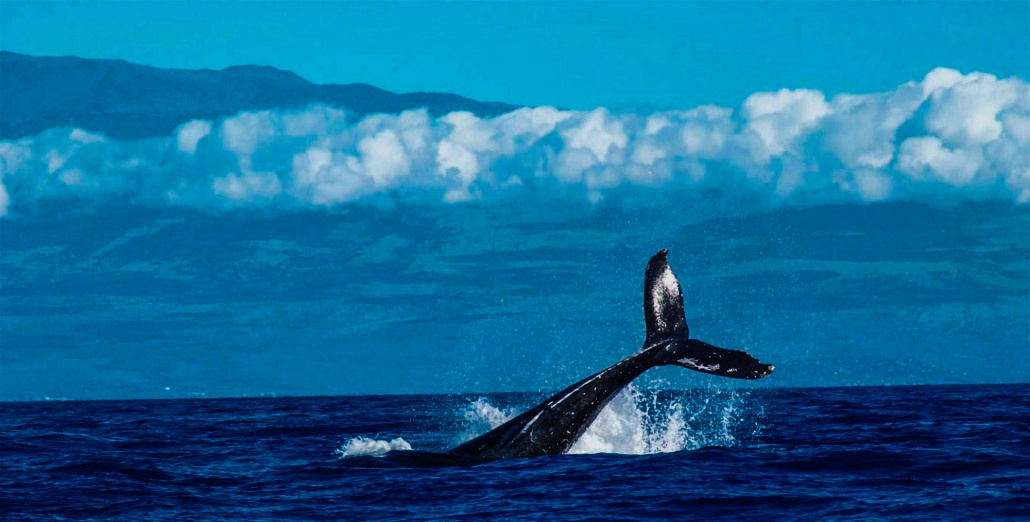 large whale tail fluke in the air kona whale watching banner