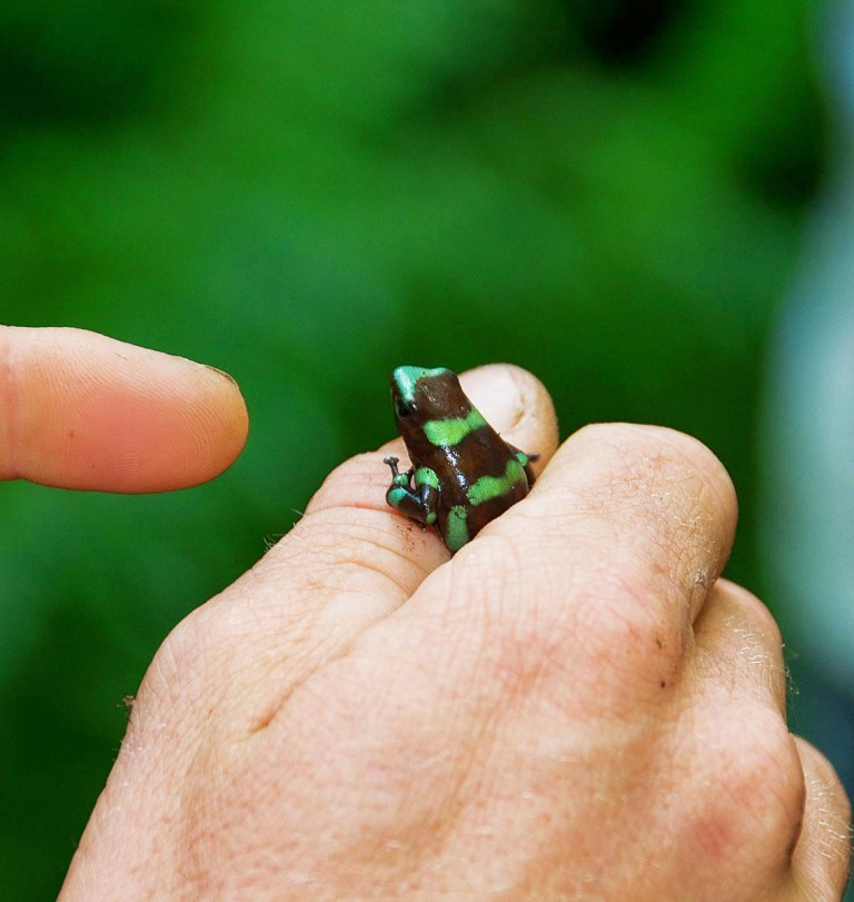 Little Black And Blue Frog Oahu Hawaiian Waterfall Hike
