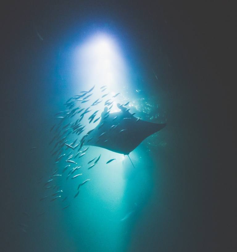 Manta Ray and Fishes Big Island Snorkel Tour