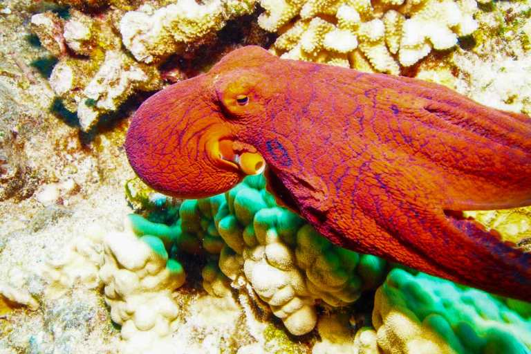 Maui Most Exciting Snorkeling And Diving Locations Maui Magic Snorkel 