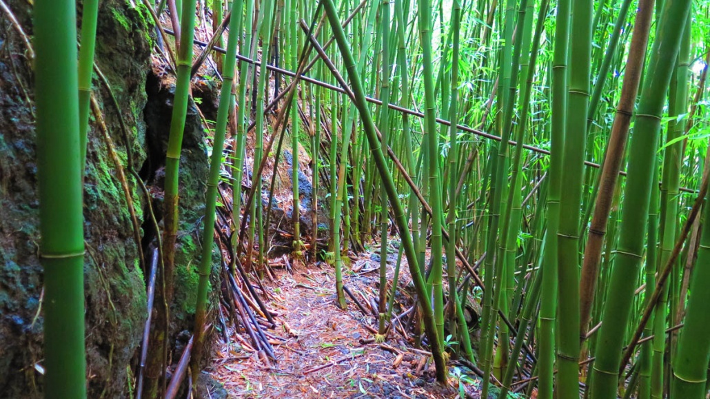 Narrow Path Surrounded by Bamboo Hawaiian Waterfall Hike