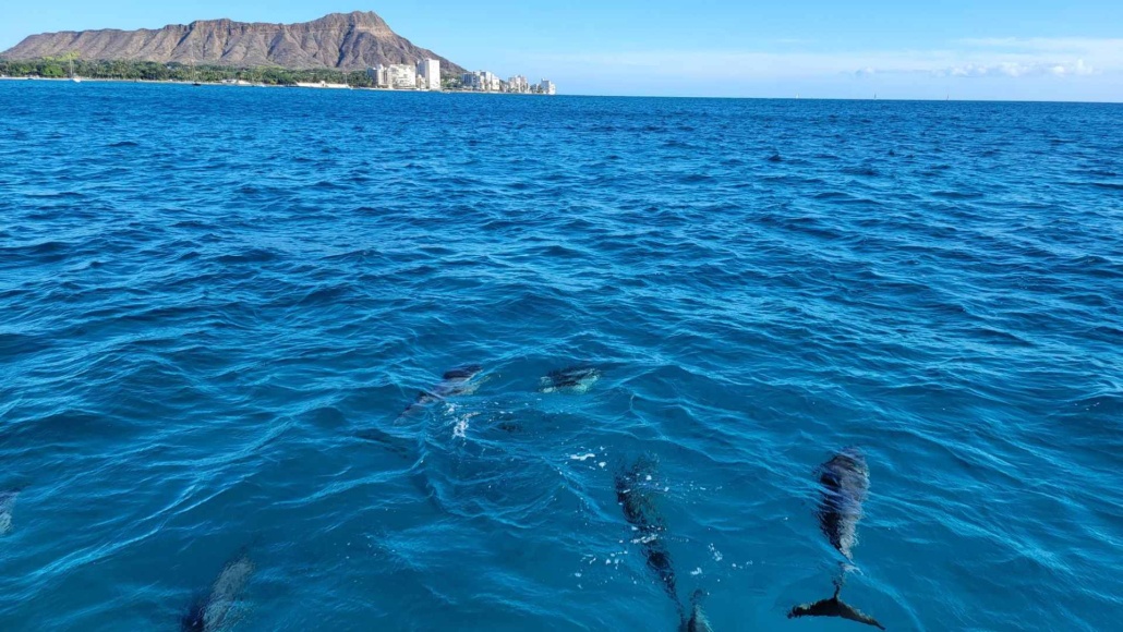 see dolphins hawaii waikiki sorkel sail