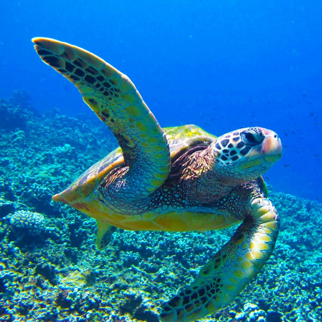 snorkel with hawaiian green sea turtles in their natural environment four winds maui