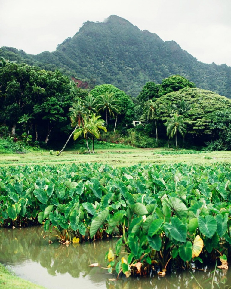 so much greenery jurassic adventure tour kualoa ranch