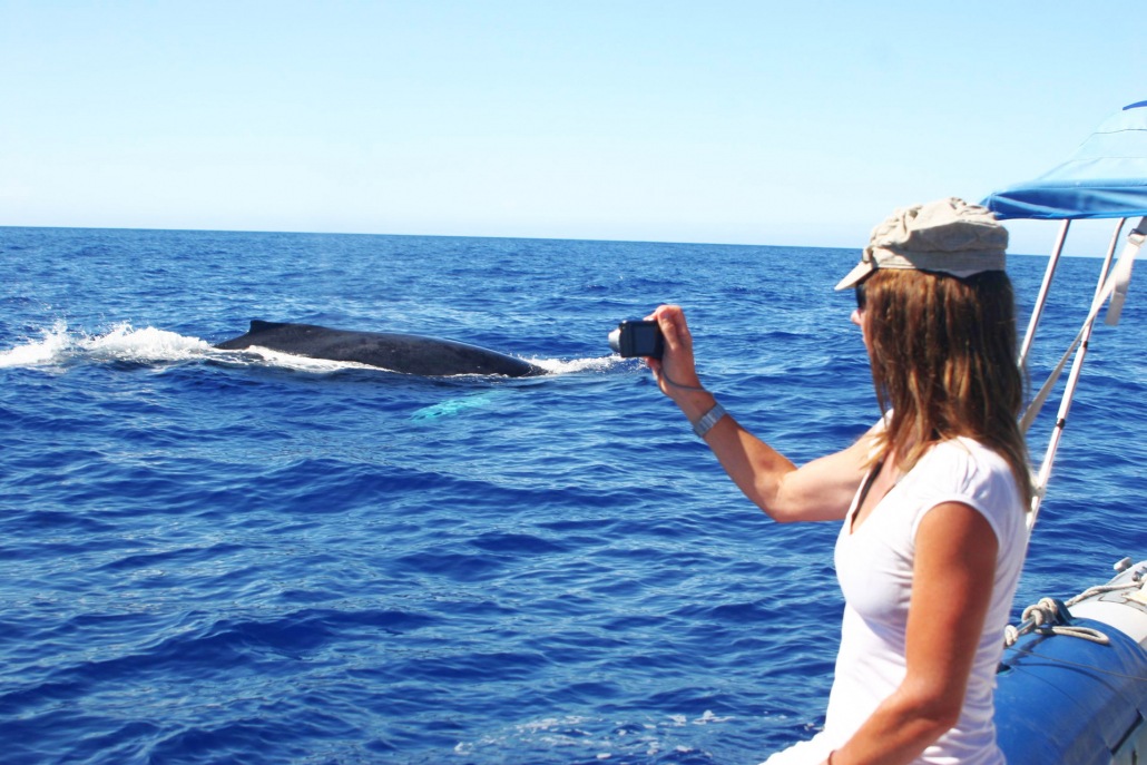 Visitor Taking Humpback Whale Photos Kona Whale Watching