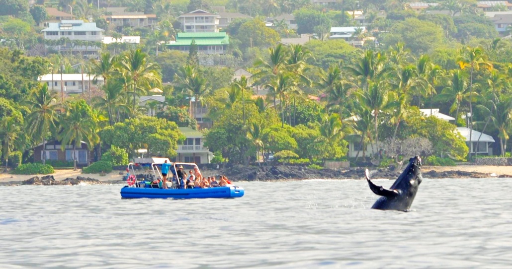Visitors Explore the Kona Coast Kona Whale Watching Tour
