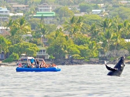Visitors Explore the Kona Coast Kona Whale Watching Tour