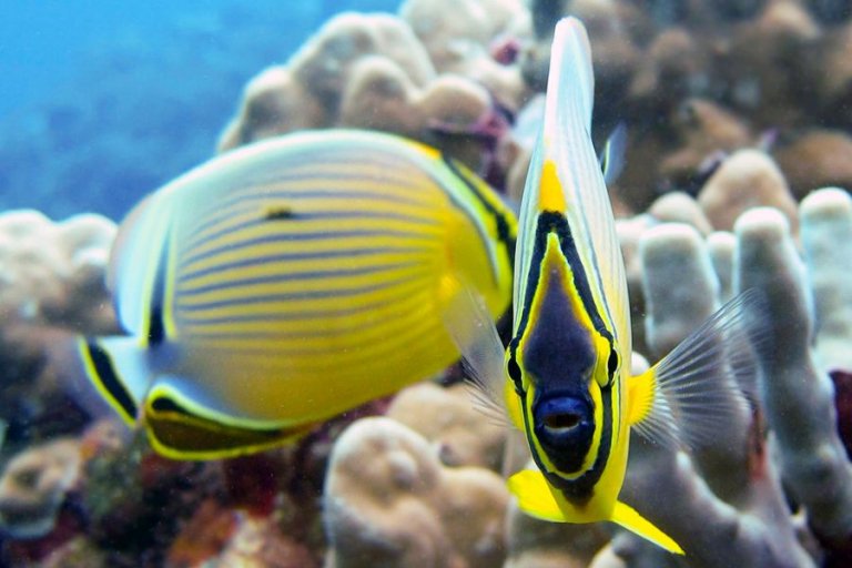 Coral Reefs Sailtrilogy