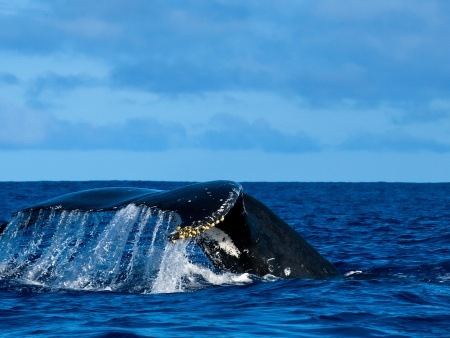 humpback whale tail