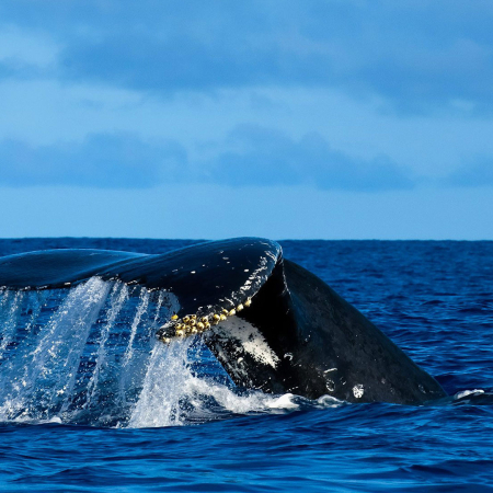 Humpback Whale Tail Product