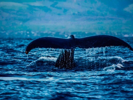 kona whale watch sail whale tail banner