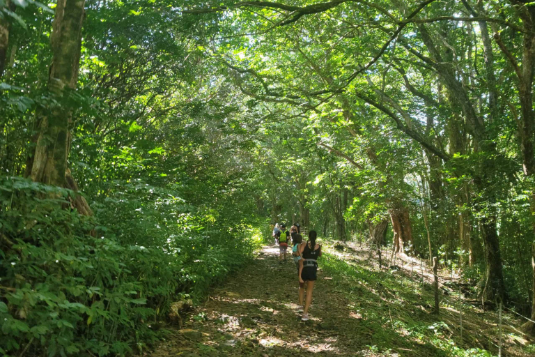 Private Maui Hike Forest