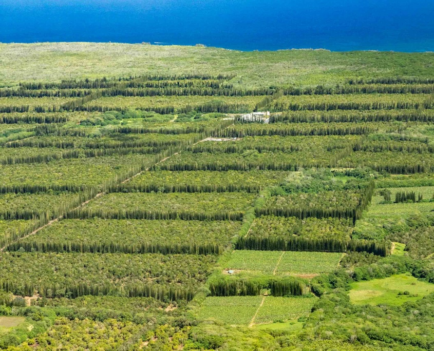 Hilo Helicopter Mac Nut Farm Big Island