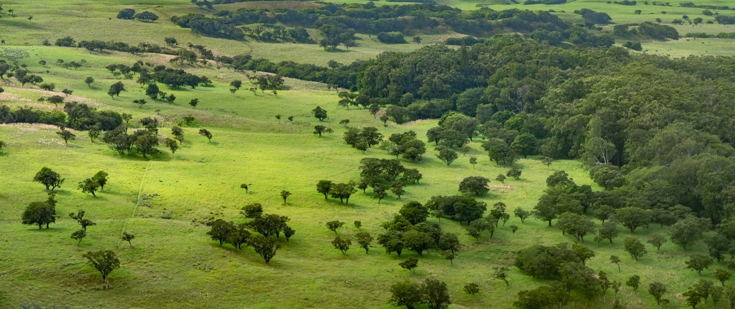 Kohala Coast Helicopter Tour Parker Ranch Lands Big Island