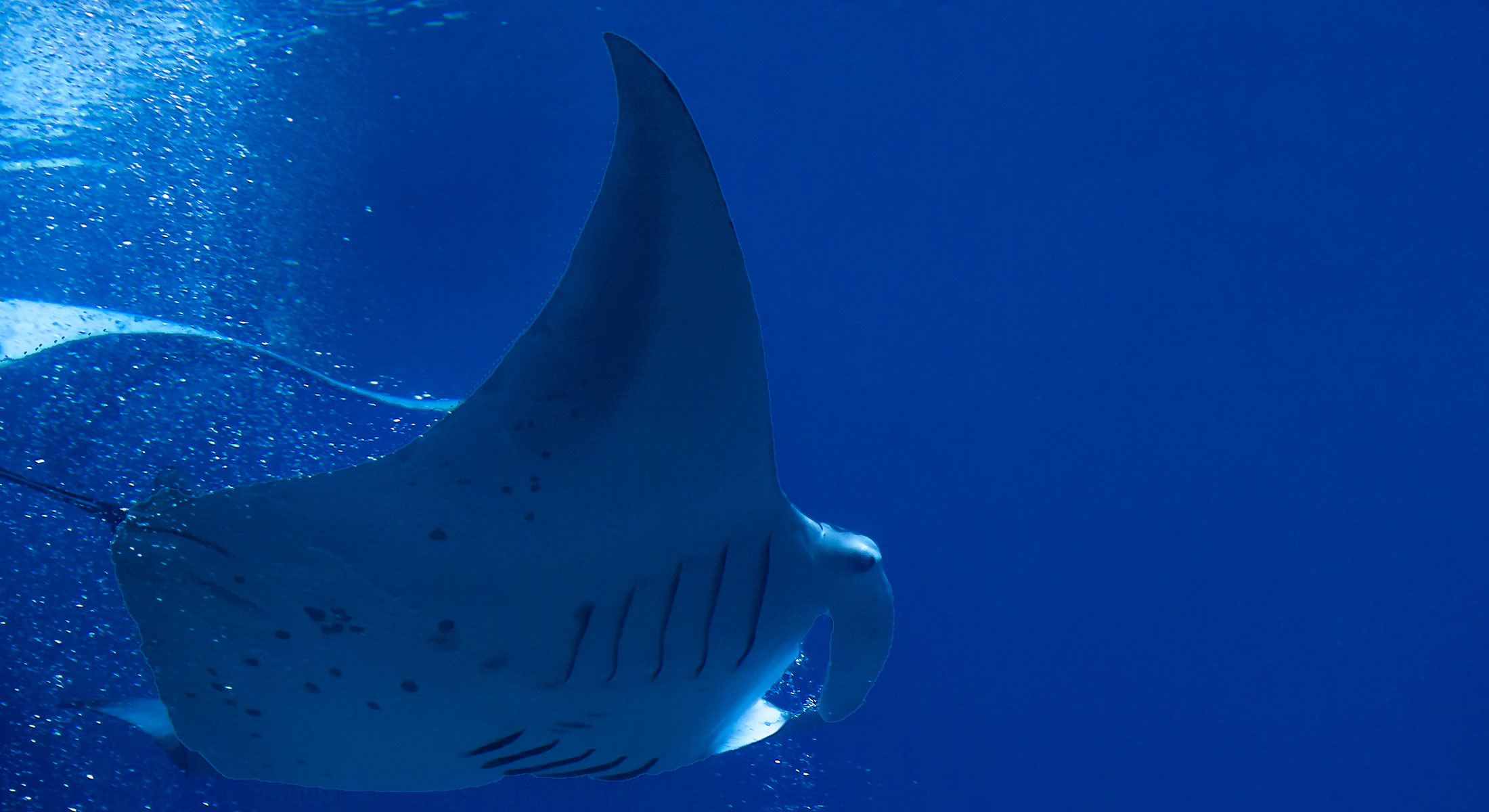Manta-Ray-Blue-Ocean-Dolphin-Discoveries-Big-Island