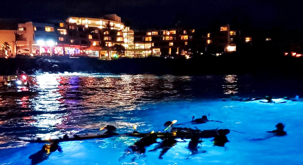 Manta-ray-night-scene-dolphin-discoveries