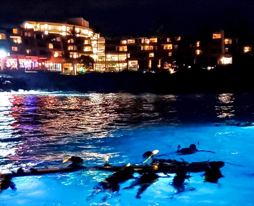 Manta ray night scene dolphin discoveries